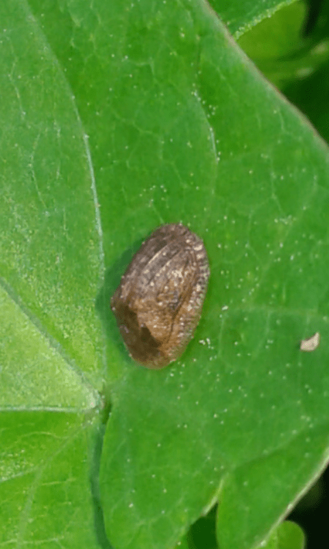 Chrysomelidae : Cassida nebulosa? No, Hypocassida sp.